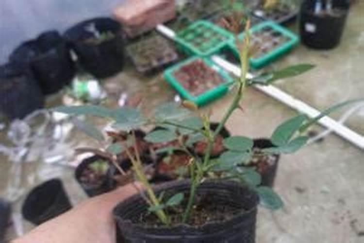 移栽室内植物多久施肥(移栽的植物多少天缓过来)