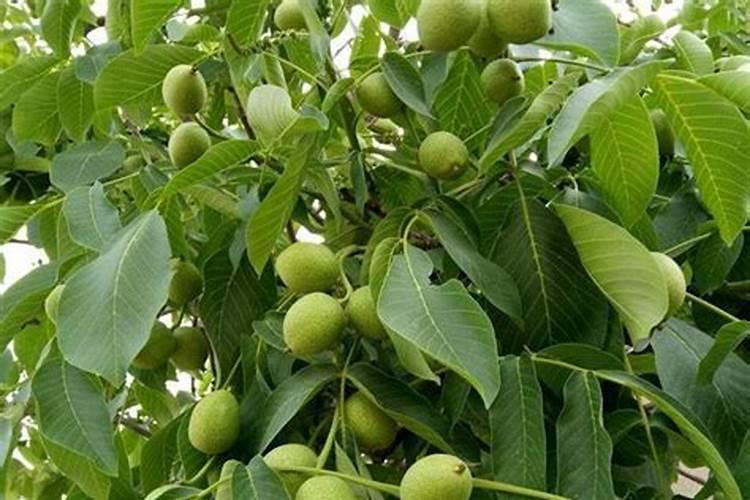 果树花期补硼、花后补钙,补错了果子当然长不好