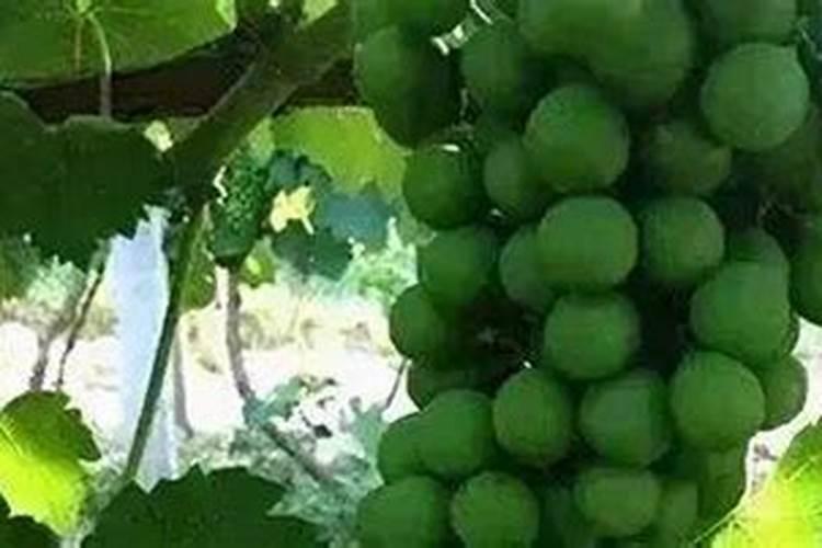 磷酸二氢钾能让叶子变绿吗