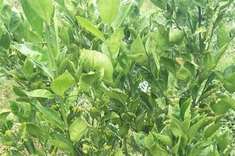 金边黄杨病虫害防治方法是怎样的啊？该注意什么的呢？