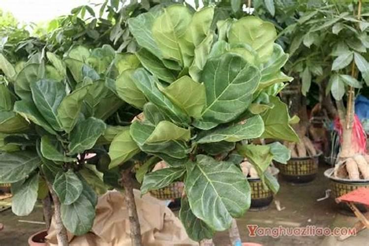 有机肥为植物提供什么