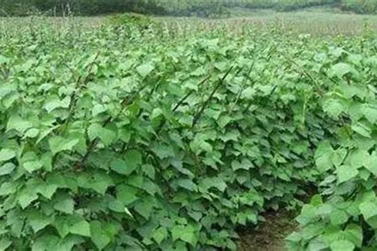 油菜开花施什么肥什么叶面肥好？