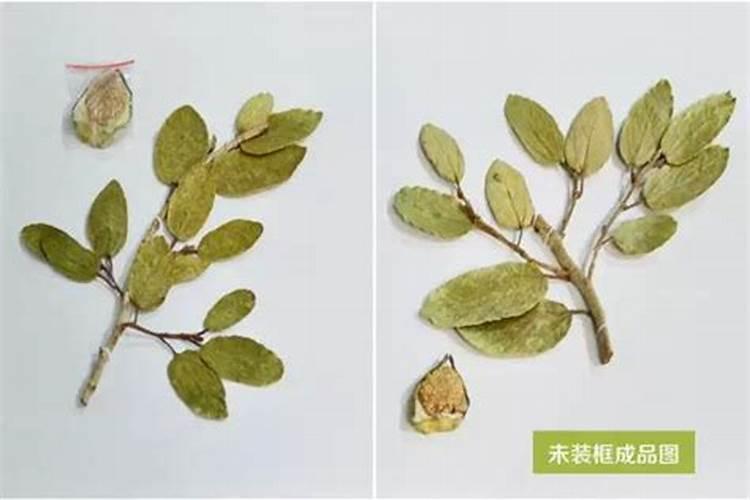 绿色植物用什么肥料最好