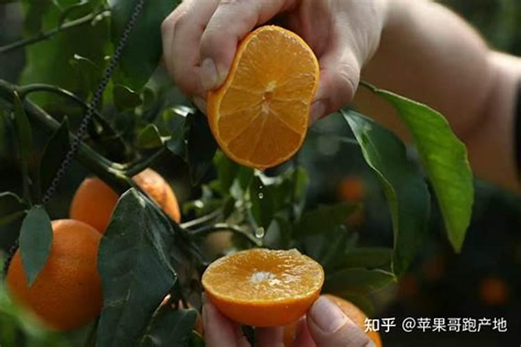 盆栽橘子用什么肥 盆栽橘子用的肥料是什么