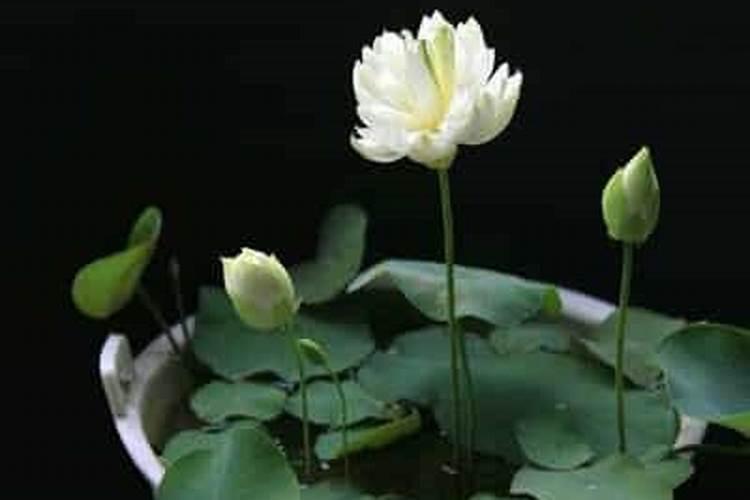 水培碗莲如何养护长得好