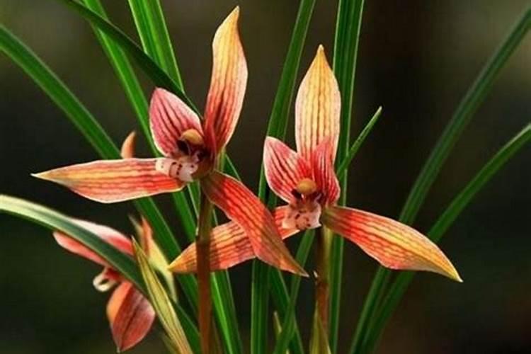 兰花有花蕾可以施肥吗,兰花施肥的六大注意事项
