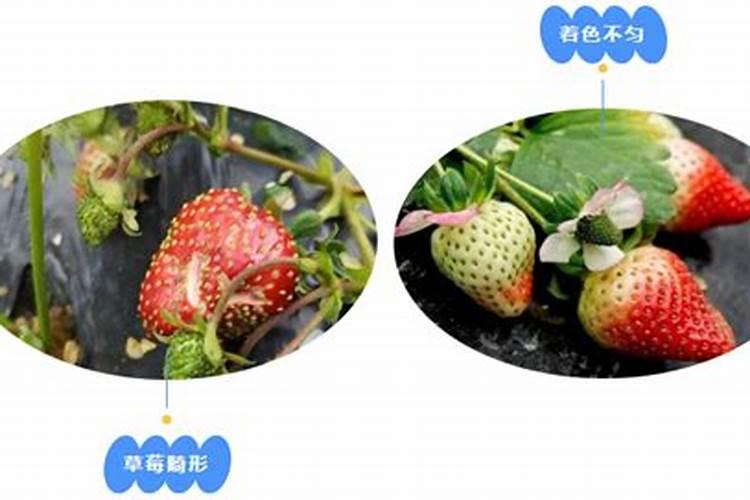 为什么小麦要喷施磷酸二氢钾