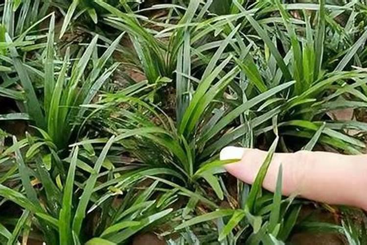 麦冬花用复合肥可以吗