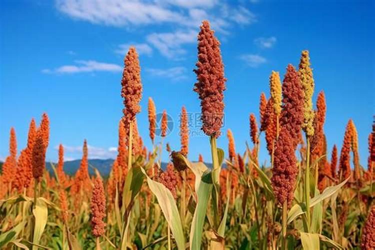 种植高粱都是需要用什么肥料？