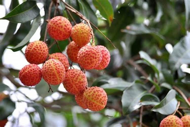 荔枝树施肥时间和方法