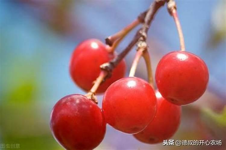 玉米滴灌施肥方案 施肥技术及用量
