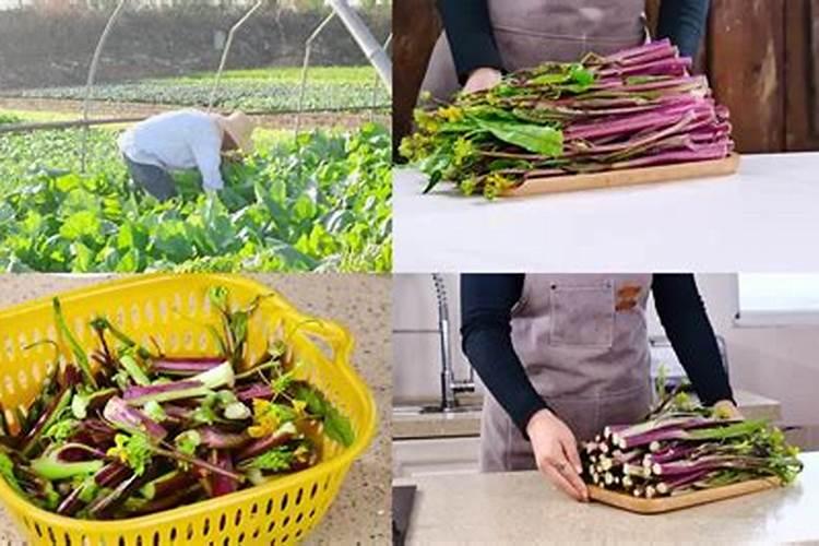 红菜苔怎么种才高产红菜苔如何种才高产