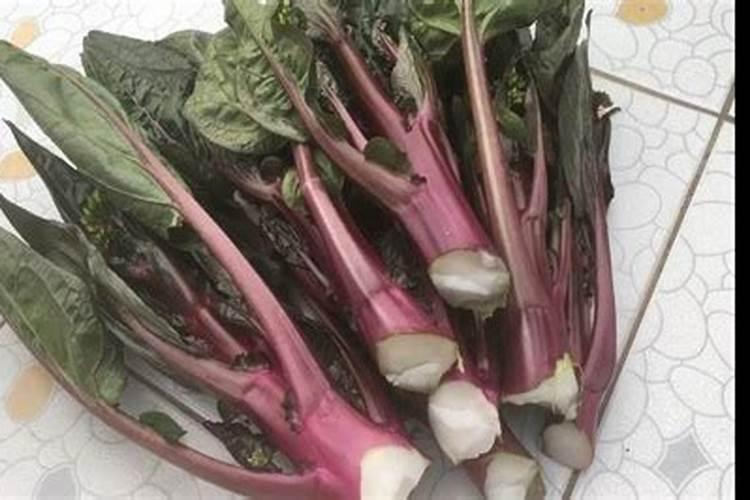 刚长出的红菜苔苗有虫用什么杀虫