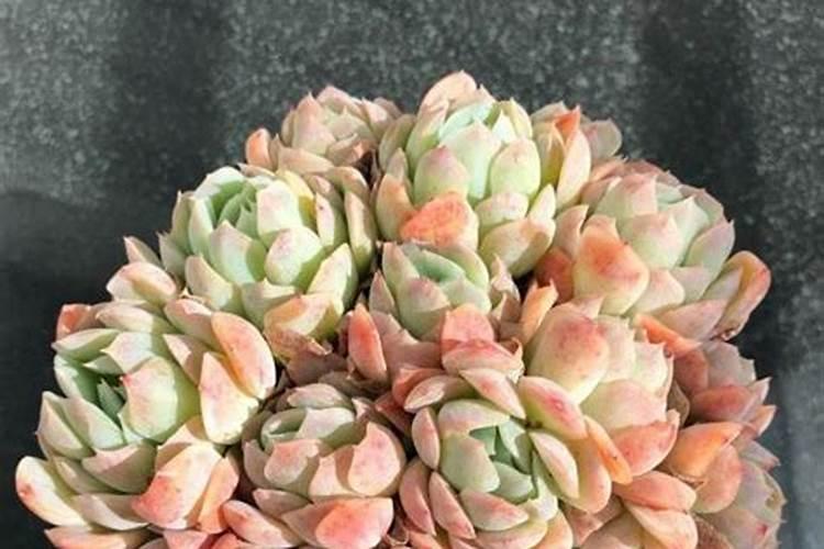 多肉植物能用绿叶宝有机肥