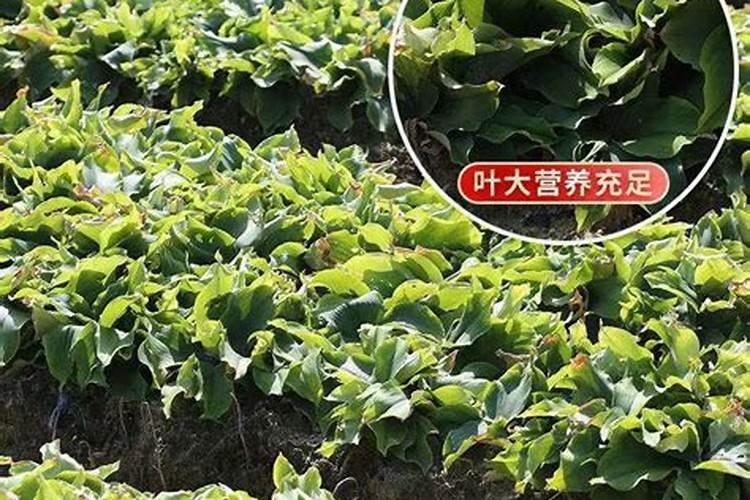 沙姜施肥用什么肥料