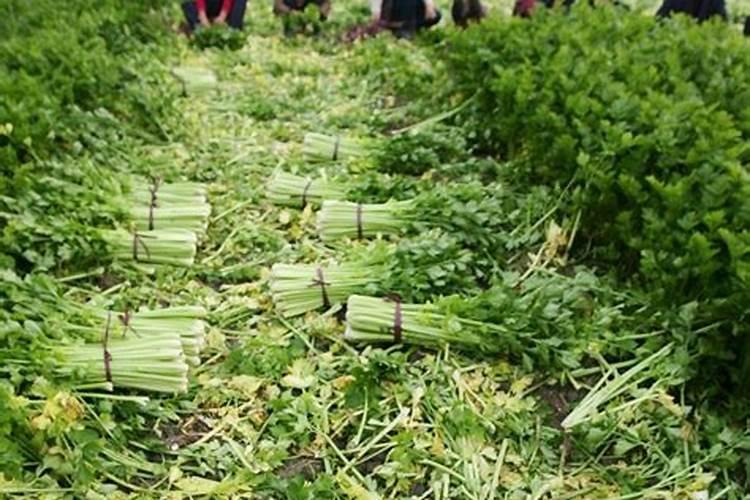 芹菜叶面肥用什么好 注意事项有哪些