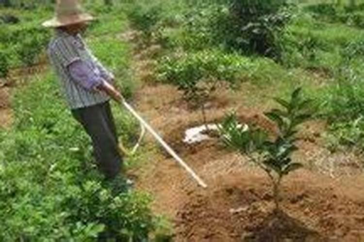 施肥需要注意什么 施肥注意事项及方法