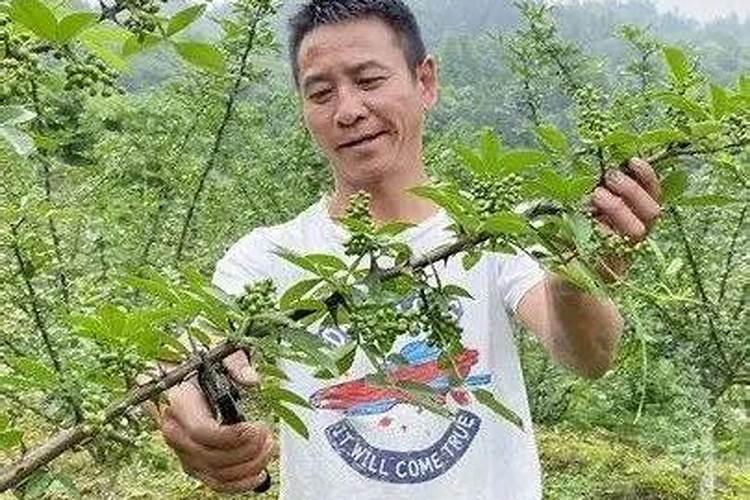 花椒开花结果期间,施根肥好还是叶面肥好？哪个效果好？