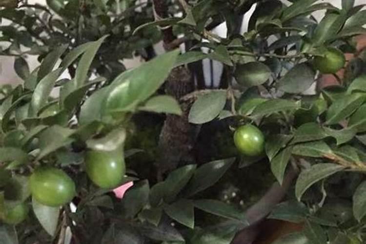 低温时水溶肥如何使用