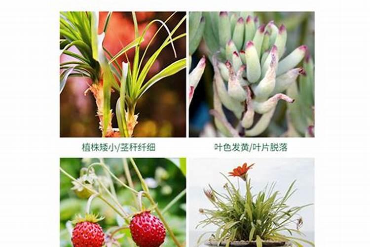 钾肥对花卉植物生长的作用 钾肥对养花的作用