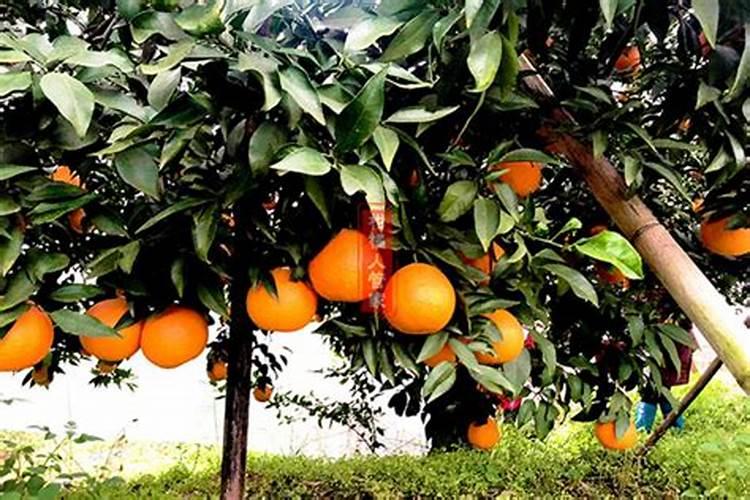 二年桃树,秋季施什么肥？