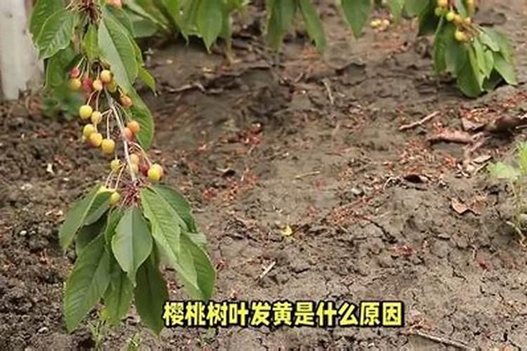 樱桃树叶子发黄干枯怎么办