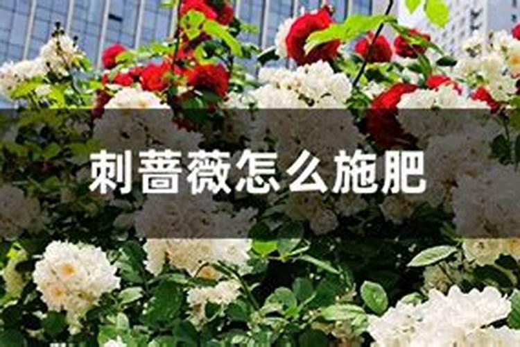 为什么花生巧施钙肥可高产？