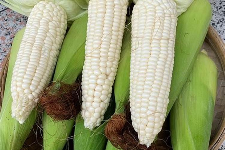 玉米除草剂安全使用技巧