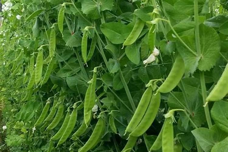 荷兰豆黄头用什么特效药？