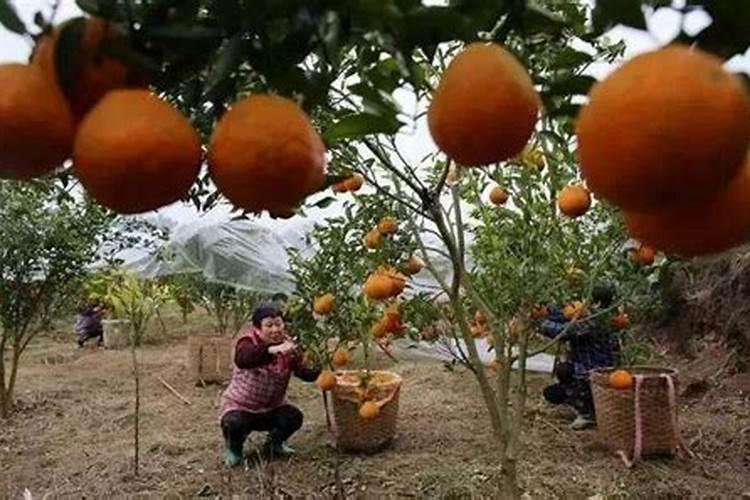 花生追肥用复合肥还是尿素 用什么肥料最好