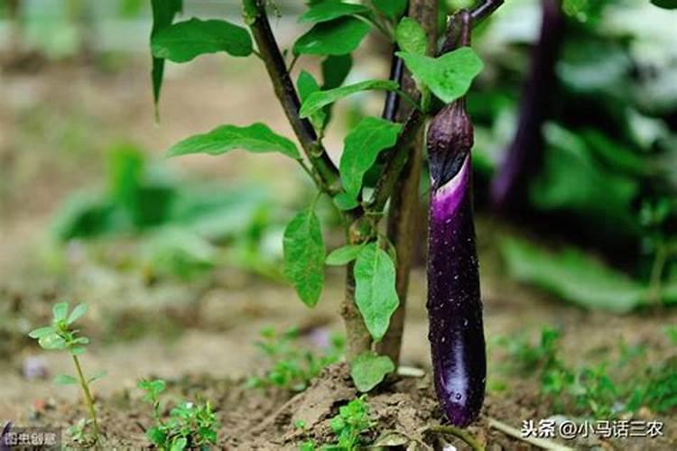 茄子施肥方法和注意事项