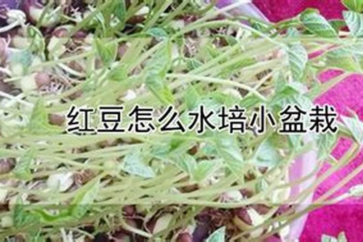 红小豆生长期需要喷施什么肥料？