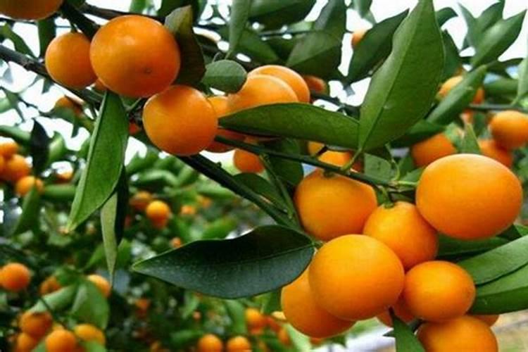金秋砂糖橘这个品种怎么样？种植的时候有什么要求？