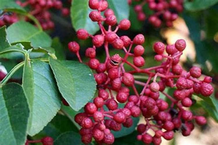 花椒树什么时候施肥好 花椒的施肥时间