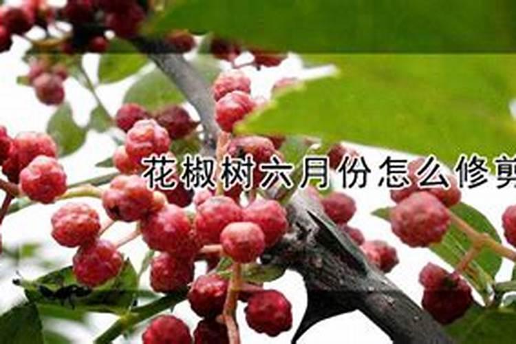 花椒树施肥时间 花椒树施肥时间是什么时候