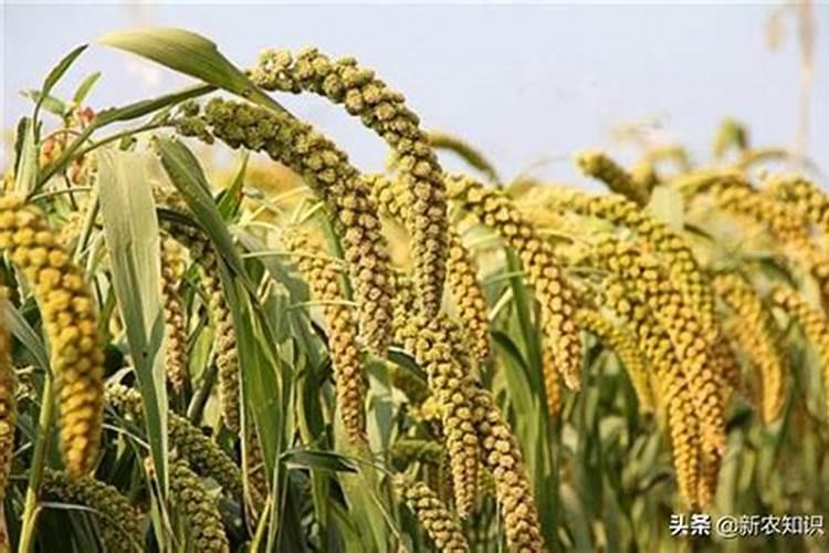 菊花中后期用什么肥料好