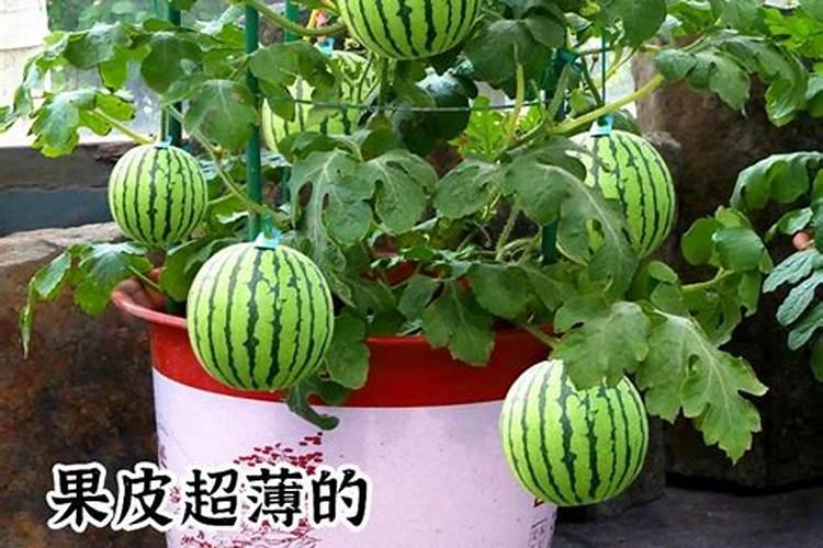 西瓜种植方法刚撒完肥尿又下雨瓜叶焉怎么办