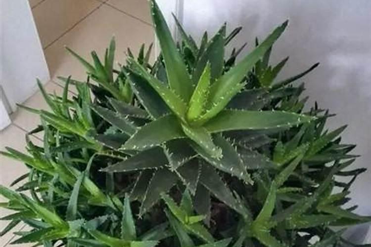 花果控释肥的使用方法