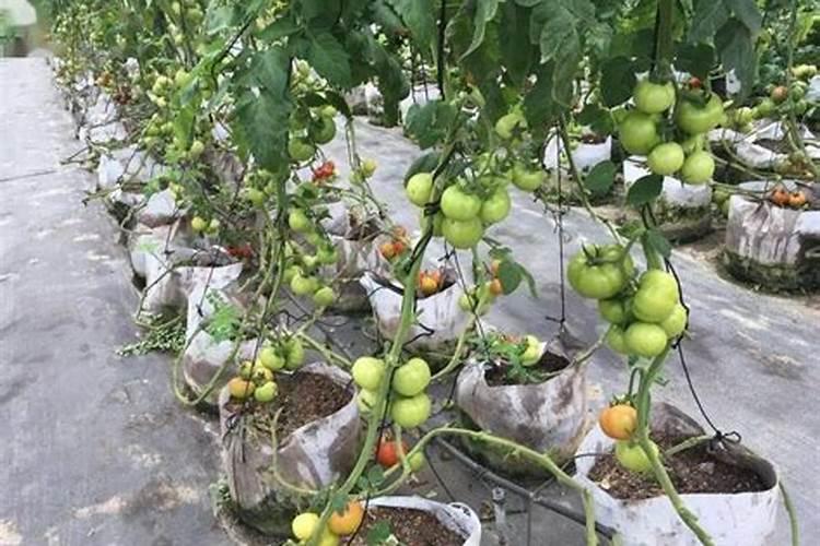 无土栽培瓜果定植后,浇水施肥有讲究,农户别用错了方法