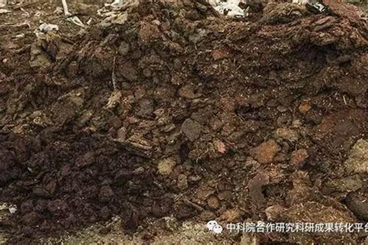 自来水怎么处理可以直接浇花