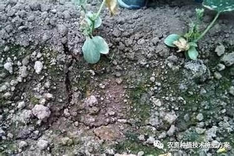 海藻对植物的功效与作用