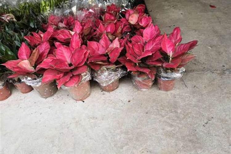 吉利红如何爆盆