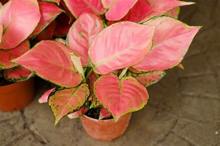 吉利红冬天怎么养