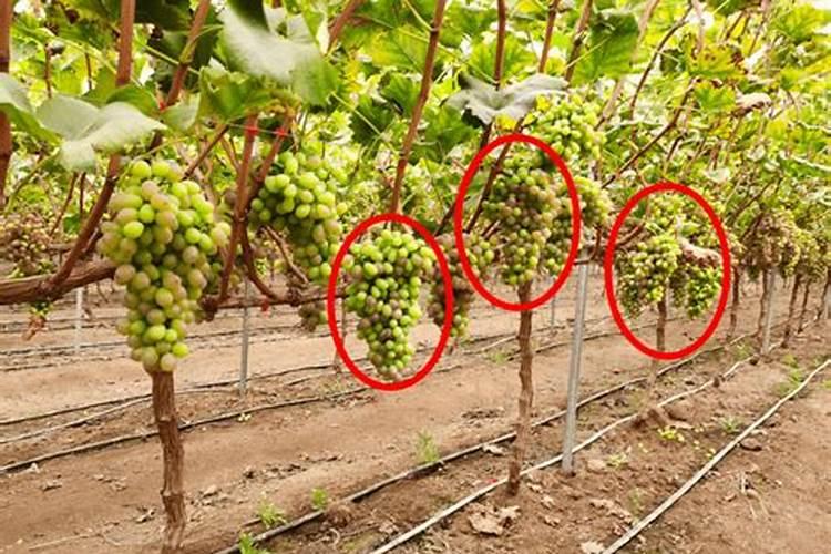 葡萄喜欢什么肥料？老农说葡萄施肥、定植有“3忌”,忌什么？
