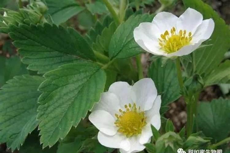 草莓苗种植多久能施肥怎么施肥才能使草莓长势好