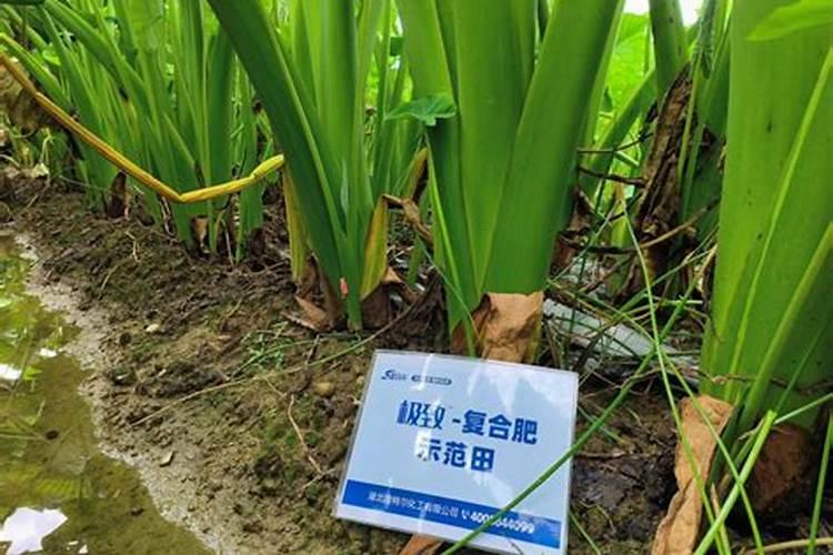 芋头怎么栽种才能高产