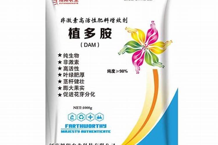 大棚夏茬西芹栽培田间管理