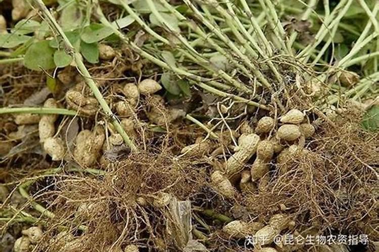 种花生用什么肥料好 该怎么种植