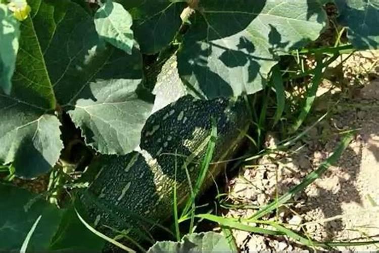 微量元素肥料有哪些 微量元素肥料有什么作用