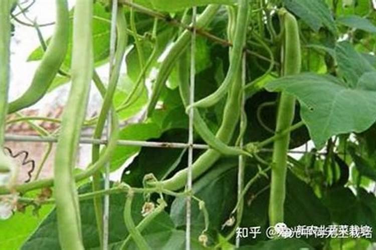 君子兰用什么叶面肥